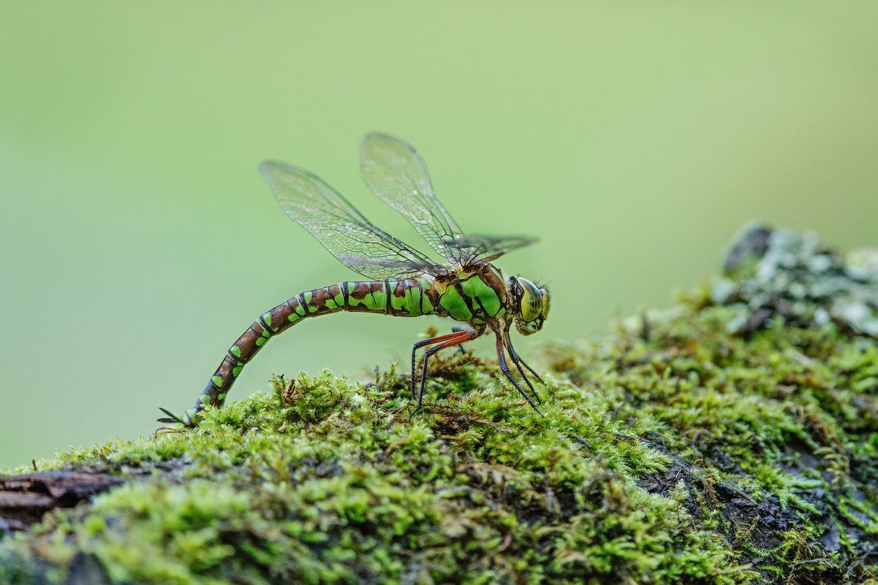 dragonfly-9972089_1280